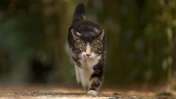猫がやって来る 猫がやって来る 猫,野良猫,歩くの写真素材