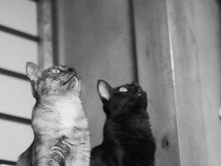 見上げる猫 見上げる猫の写真