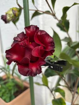 Flower Plants, JPG Flower Plants, JPG
