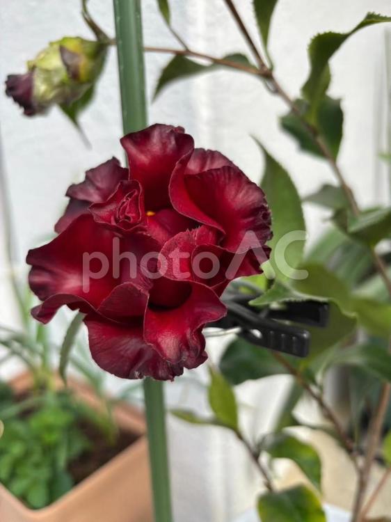 花　植物 花,植物,庭の写真素材