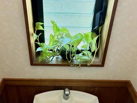 トイレに観葉植物 トイレに観葉植物 トイレ,タンク,お手洗いの写真素材