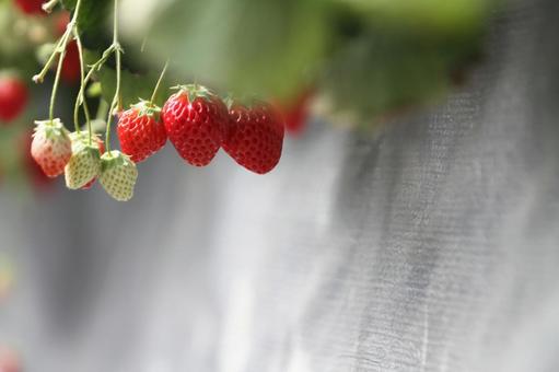 イチゴ狩り2 イチゴ,ストロベリー,果物の写真素材