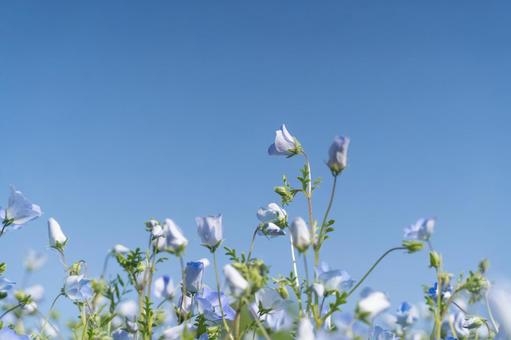 青空とネモフィラの春風景① 青空とネモフィラの春風景① ネモフィラ,青空,花畑の写真素材