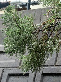雨に打たれる木々 木,枝,葉の写真素材