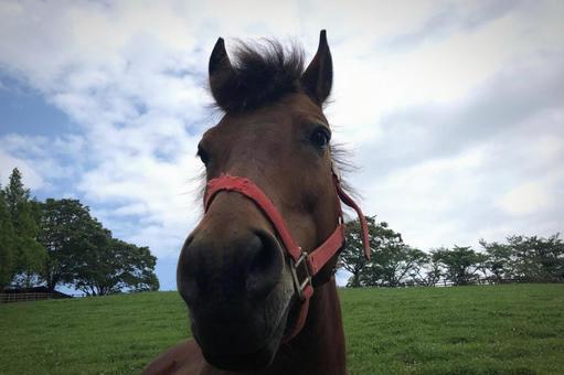 馬 馬,牧場,空の写真素材