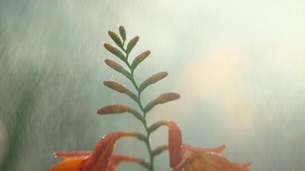 ネイチャーデザイン、花風 bamboo,ecology,gardenの写真素材