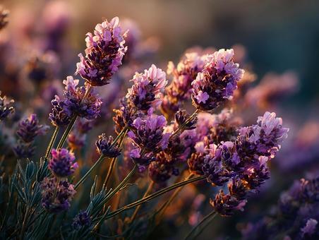 夕日に輝く美しいラベンダー畑 夕日に輝く美しいラベンダー畑の写真