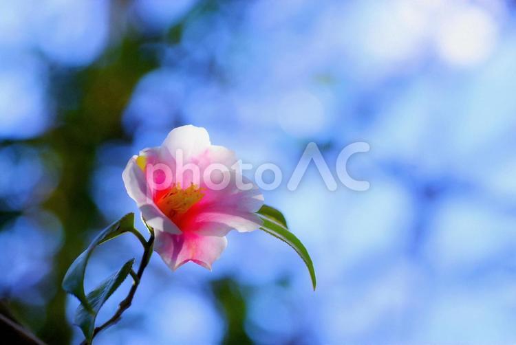 椿　春の花　ピンクの花　春　花 椿,春の花,camelliaの写真素材