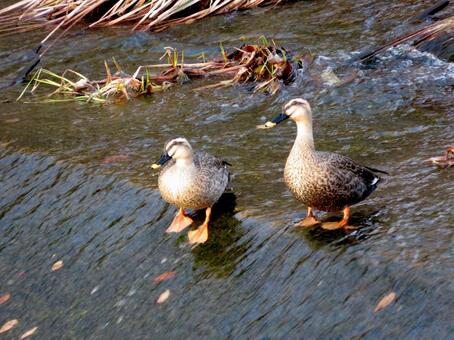 川の中洲に佇むカルガモのつがい カルガモ,鳥,鳥類の写真素材