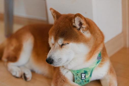 まったりくつろいで眠くなった柴犬 まったりくつろいで眠くなった柴犬 柴犬,しばいぬ,日本犬の写真素材