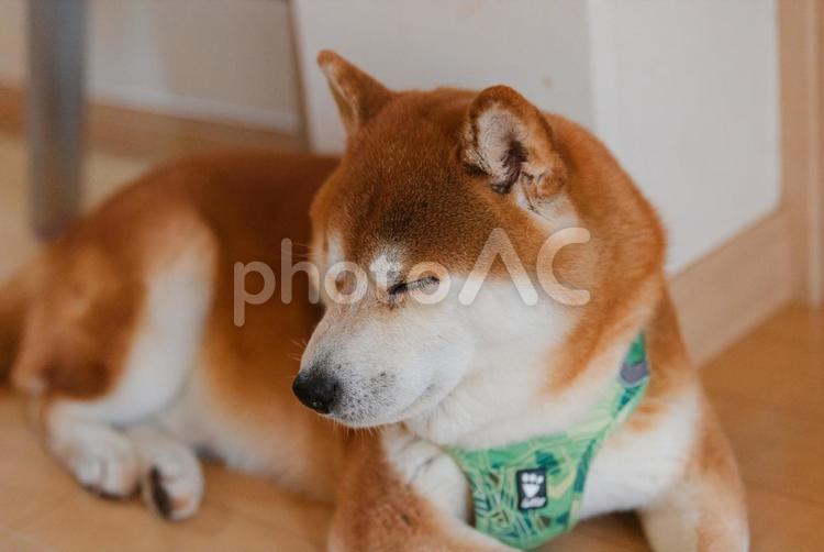 まったりくつろいで眠くなった柴犬 柴犬,しばいぬ,日本犬の写真素材