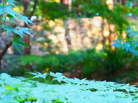 若々しい緑のモミジと柔らかな秋の陽射し モミジ,秋,紅葉の写真素材