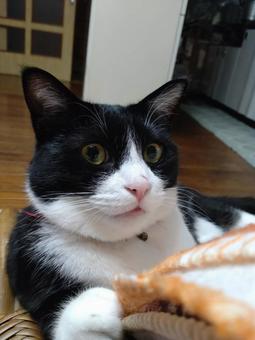 はちわれ猫021 はちわれ猫021 はちわれ猫,マッタリ,ペットの写真素材