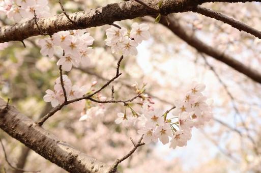 桜 桜の写真