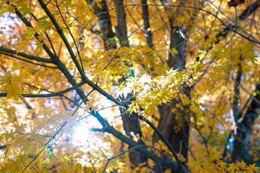 秋の黄色い楓の紅葉 秋の黄色い楓の紅葉の写真