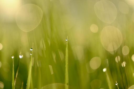 Rice and morning dew②, ear rice, to the dew, meter, JPG