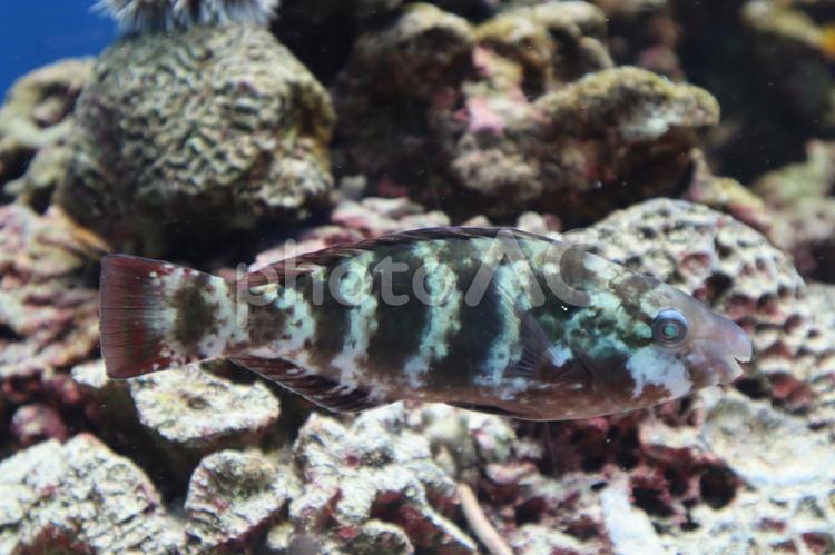 縞模様のオビブダイ オビブダイ,ブダイ,ブダイ科の写真素材