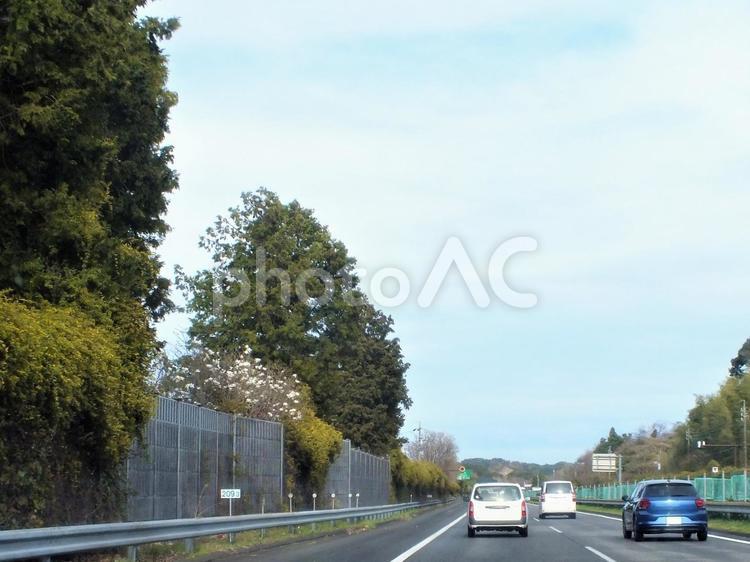 白い木蓮の咲く東名高速道路　早春 モクレン,白い木蓮,木蓮の花の写真素材