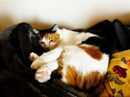 眠たくなって来た三毛猫 眠たくなって来た三毛猫 三毛猫,calico,catの写真素材