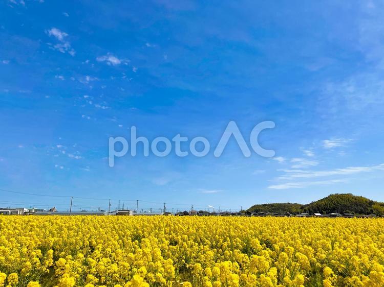 日本の春景色　青空に咲き誇る黄色い菜の花 菜の花,花,青空の写真素材