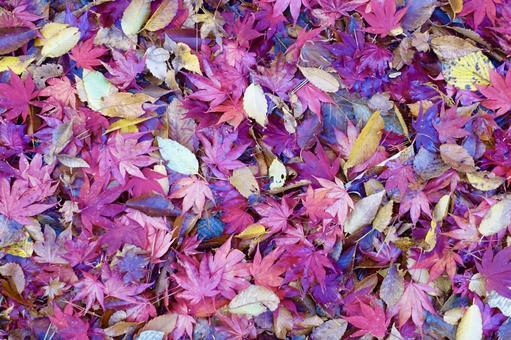 色鮮やかな紅葉の背景素材 色鮮やかな紅葉の背景素材 紅葉,落葉,落ち葉の写真素材