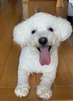 タレ目の犬 タレ目の犬の写真