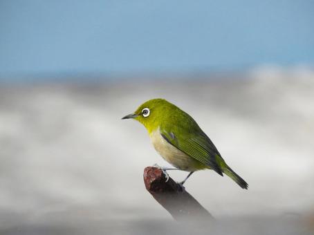 A Japanese white-eye resting on the tip of a rusty rebar, JPG A Japanese white-eye resting on the tip of a rusty rebar, JPG