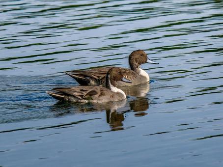 池を泳ぐオナガガモ オナガガモ,カモ,鴨の写真素材