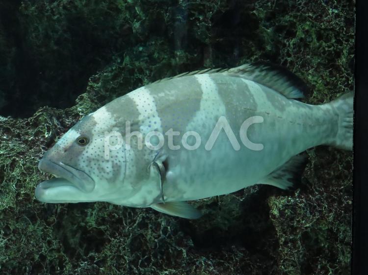 海のさかな　モノトーン 魚介類,サカナ,生き物の写真素材