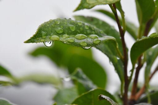 雨と葉っぱ 雨と葉っぱの写真
