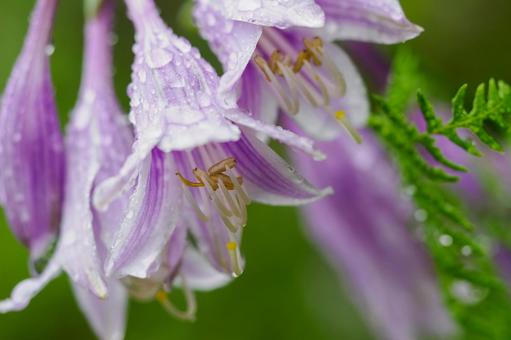 ギボウシ⑴ ギボウシ⑴ 花,ギボウシ,水滴の写真素材