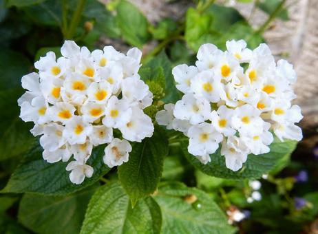 【花の写真】ランタナ(七変化) 【花の写真】ランタナ(七変化)の写真