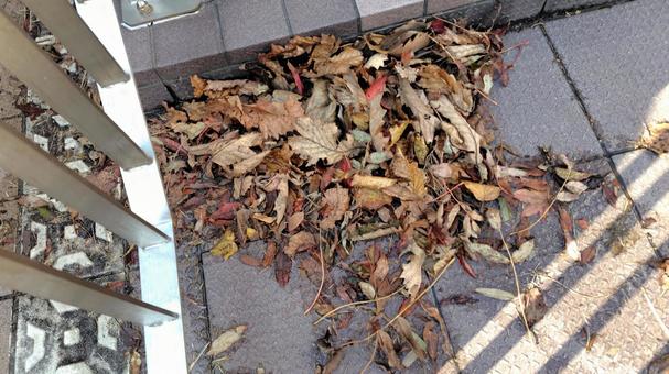 落ち葉 落ち葉 落ち葉,枯れ葉,秋の写真素材