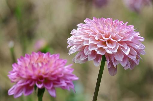 Photo, dahlia, flower, asteraceae plant, 