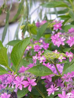 Hydrangea, JPG Hydrangea, JPG