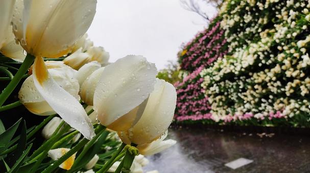 チューリップ畑　砺波の写真