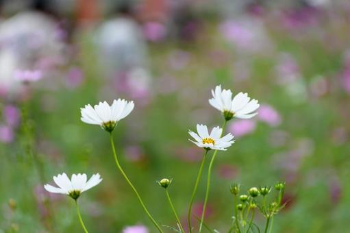 白いコスモスが咲く秋の草原 白いコスモスが咲く秋の草原 コスモス,花,白の写真素材