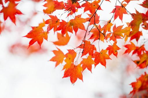 紅葉 紅葉の写真