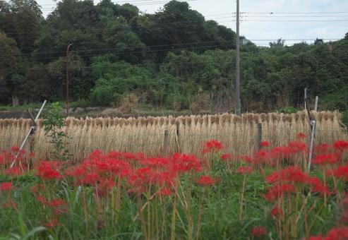 稲刈り後の風景 稲刈り後の風景の写真