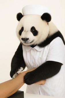 採血をするパンダ 採血をするパンダの写真