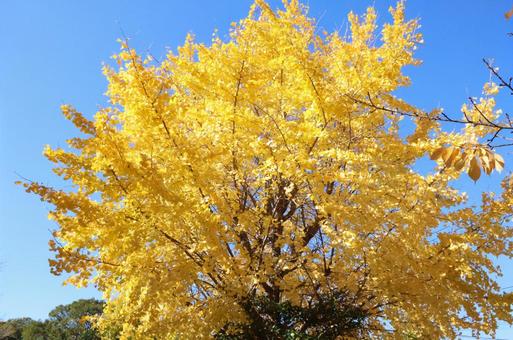 銀杏 自然,風景,いちょうの写真素材