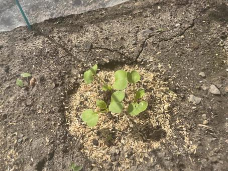 大根の新芽 大根の新芽の写真