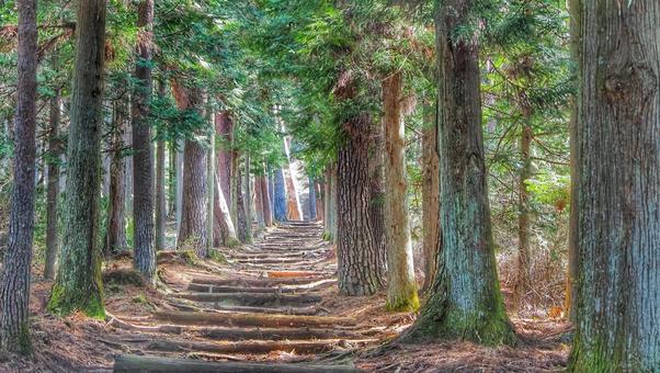 高烏谷山 アウトドア,登山,並木道の写真素材