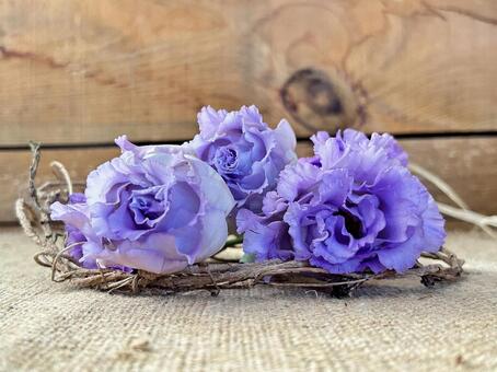トルコキキョウ　八重 トルコキキョウ,八重,花の写真素材