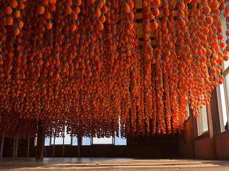 市田柿の柿すだれB 市田柿の柿すだれB 市田柿,柿すだれ,干し柿の写真素材