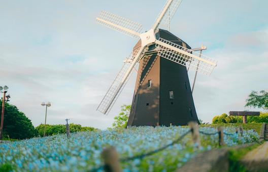 鶴見緑地の風車とネモフィラ畑 ローズ,花,植物の写真素材