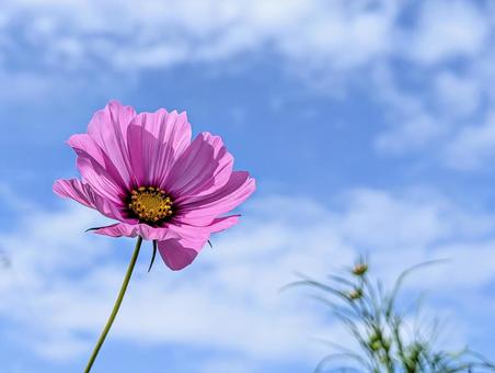 秋空とピンクのコスモス 秋空とピンクのコスモス 植物,コスモス,秋の写真素材