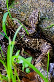 頭が三角形で銭形模様のニホンマムシ 頭が三角形で銭形模様のニホンマムシの写真