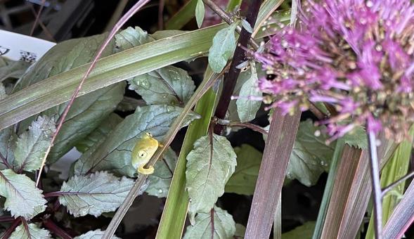 フジバカマとカエル カエル,藤袴,フジバカマの写真素材