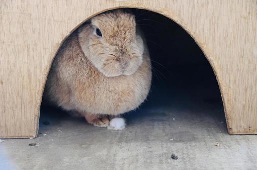 Rabbit, JPG